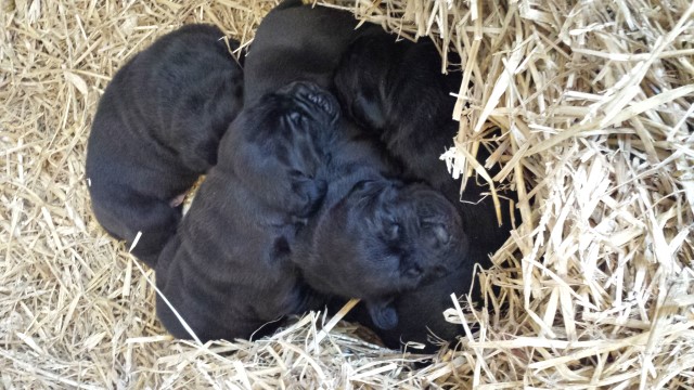 Cane Corso puppy for sale + 61133