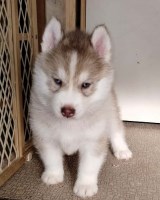 AKC Siberian Husky Champion  lines Siberian Husky for sale/adoption