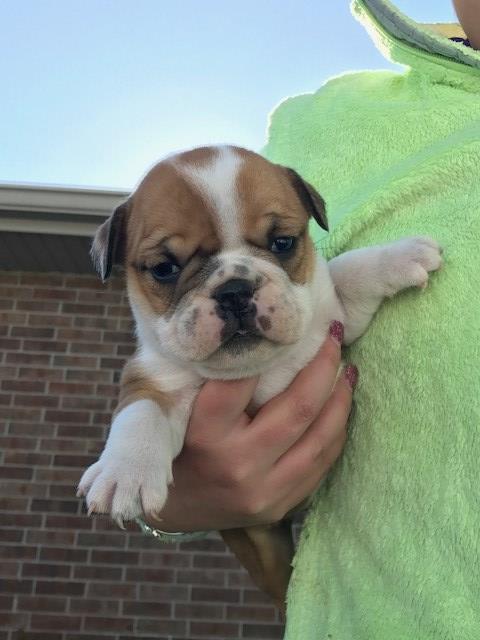 English Bulldog puppy for sale + 49042