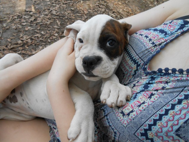 Female English/ Boxer (Valley Bulldog) Pup (Cowgirl)