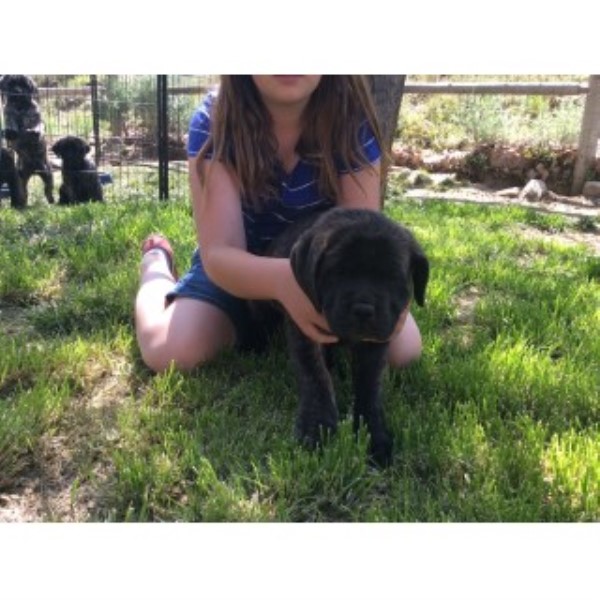 Adorable Mastiff Puppy