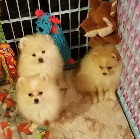 Pomeranian puppy for sale + 54986