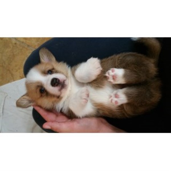 Pembroke Welsh Corgi