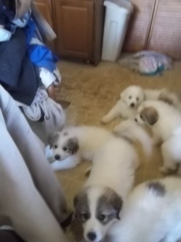 Great Pyrenees puppy for sale + 56399
