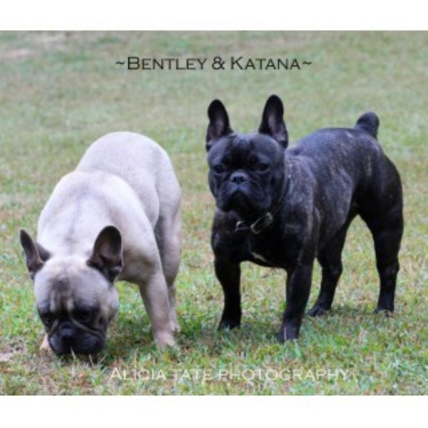 French Bulldog puppy dog for sale in Peoria, Illinois