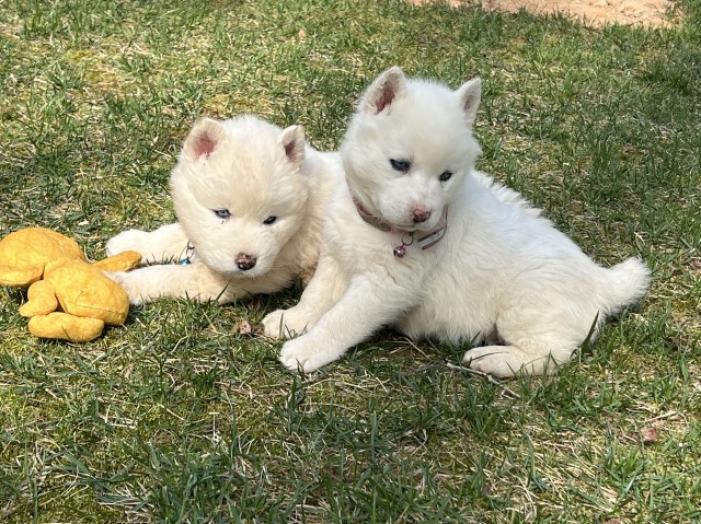 Siberian Husky puppy for sale + 63199