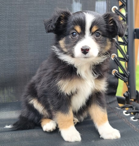 Australian Shepherd Dog puppy for sale + 63531