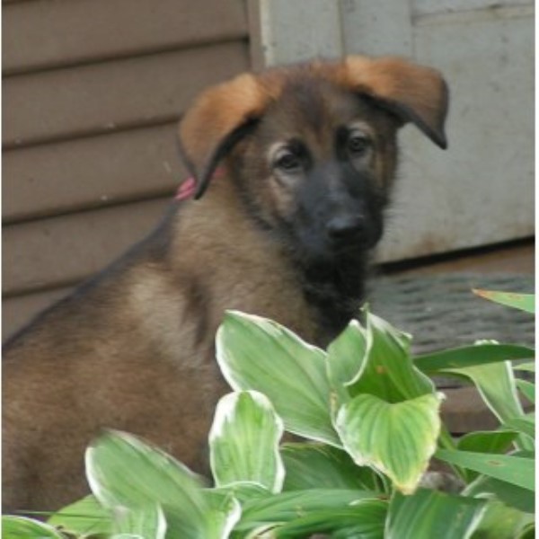 German Shepherd Puppies ~ AKC