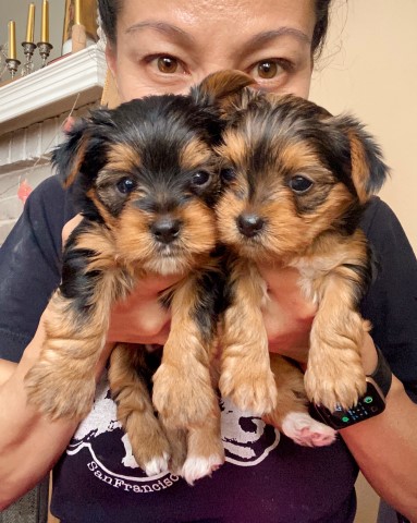 Purebred Traditional Yorkshire Terrier Puppies