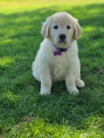 Nancy’s Golden Haven Golden Retriever for sale/adoption