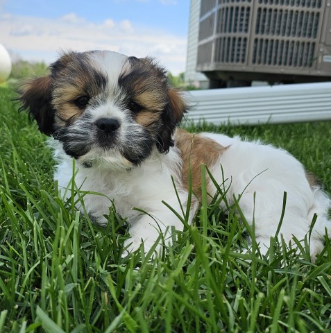 Shih Tzu puppy for sale + 66646