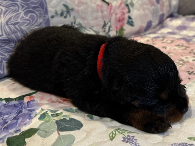 AKC Rottweiler Puppies – Champion Bloodline