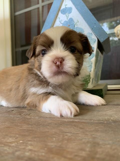CKC-Registerable Shih Tzu Puppies for Sale