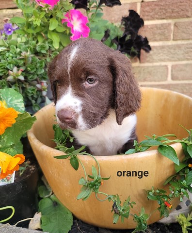 English Springer Spaniel puppy for sale + 63585