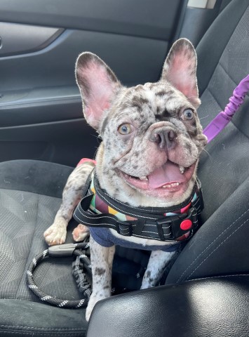 Spunky 10 Month Old French Bulldog- Ready to Go