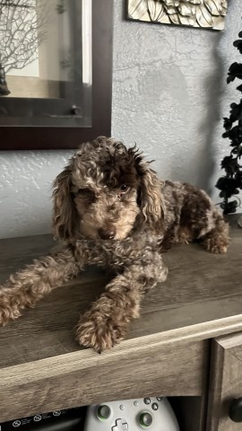 Toy poodle Male Merle