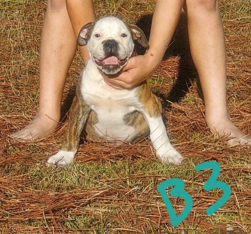 American Bulldog puppy for sale + 55868