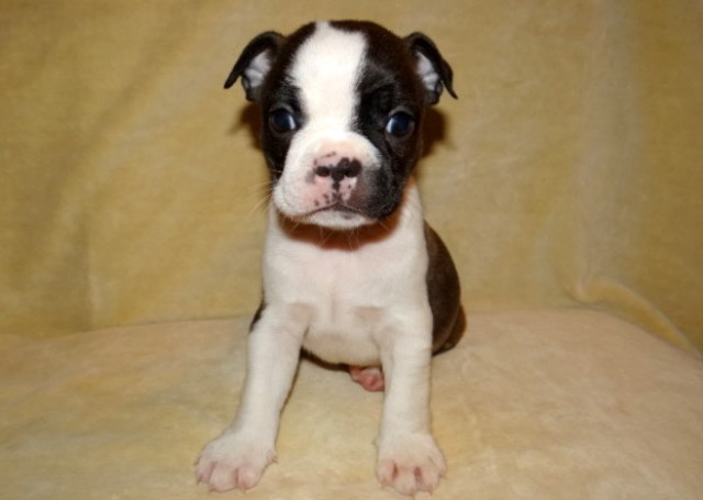 Boston Terrier puppy for sale + 50363