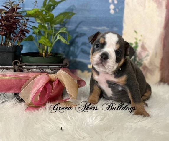 English Bulldog, F #3, AKC, Blue Tri, Genetic health tested CLEAR