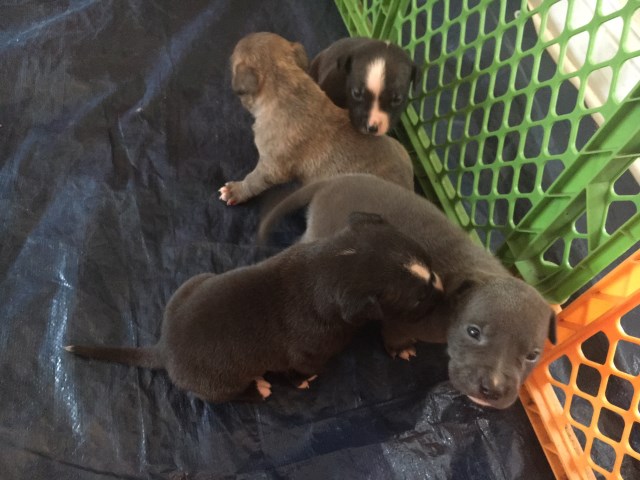 American Pit Bull Terrier puppy for sale + 51809