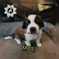 Rough Coat Saint Bernards Saint Bernard for sale/adoption