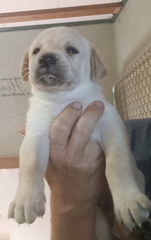 AKC Lab Puppies