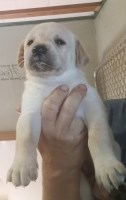AKC Lab Puppies Labrador Retriever for sale/adoption