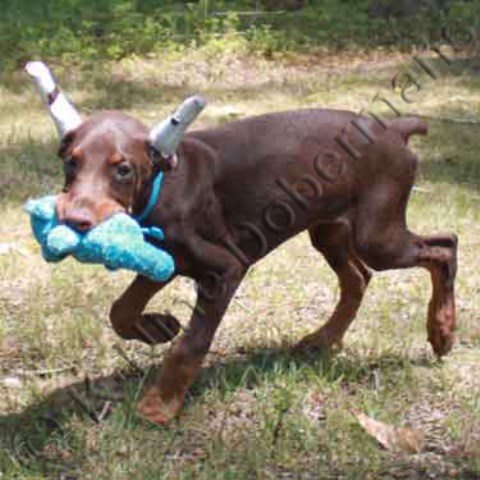 AKC red male doberman puppy with the teal ribbon