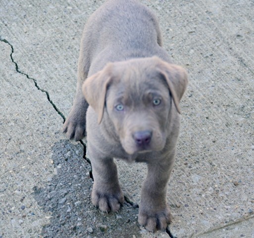 AKC Black, Charcoal, & Silver Labrador Retriever Puppies for Sell!