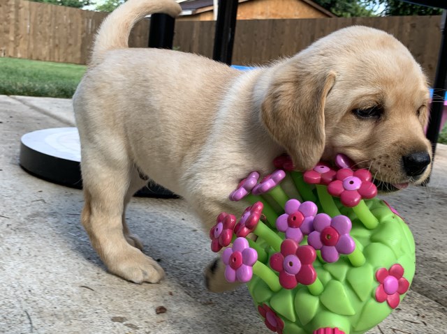 Labrador Retriever puppy dog for sale in Woodburn, Oregon