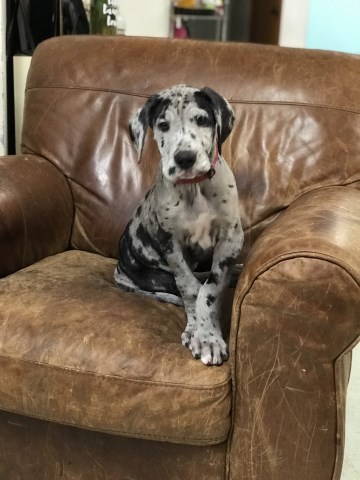 Great Dane puppy for sale + 51800