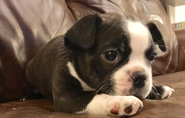 *AKC* *JHC CLEAR* BOSTON TERRIER PUPPIES MALE *CHAMPION LINEAGE*
