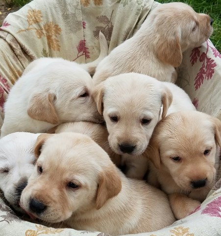 Labrador Retriever puppy for sale + 47218