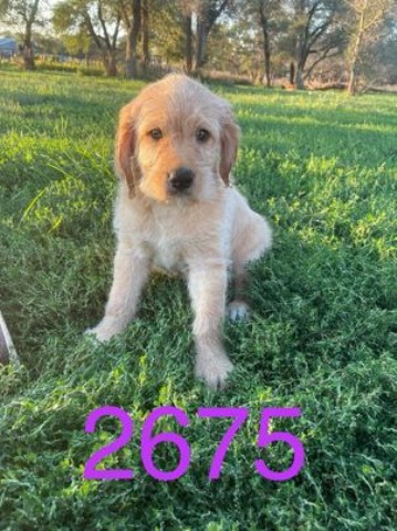 Labradoodle puppy for sale + 62327
