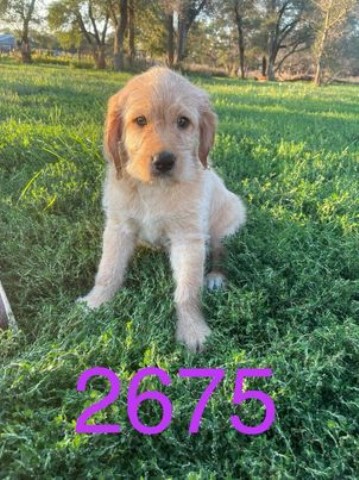 Labradoodle puppy for sale + 62327