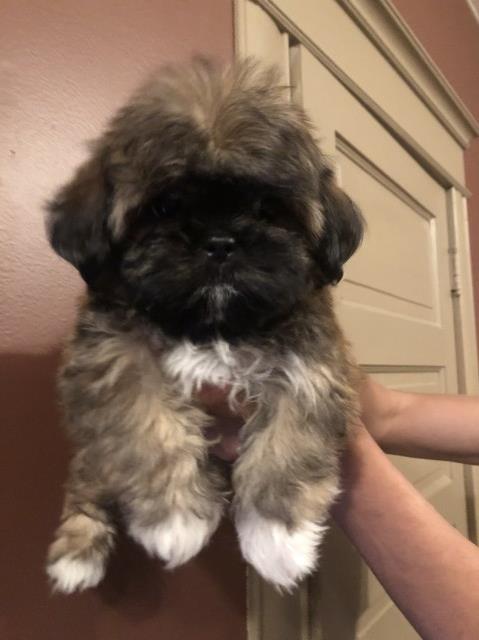 Shih Tzu puppy for sale + 58953