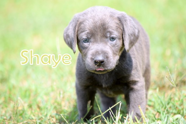 Labrador Retriever puppy for sale + 53416