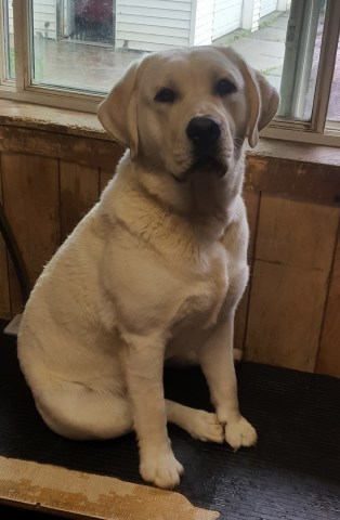 Labrador Retriever puppy for sale + 54617