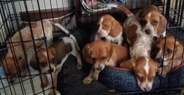 Beagle Puppies. Red Tick and Lemon Spotted. Grandma is Blue Tick. Grant-317-657-7034. Indianapolis