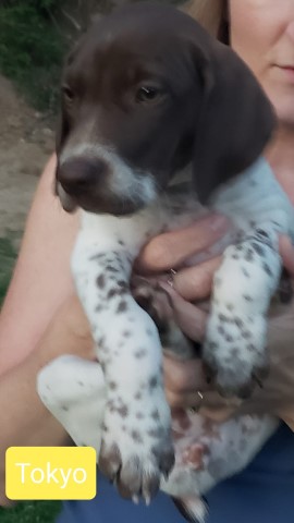 AKC Female German Shorthair Pointer Pups