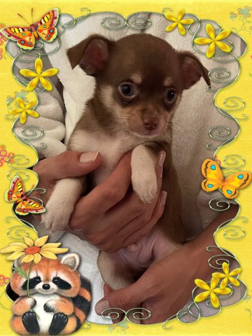 Beautiful Chihuahua Puppies for Sale