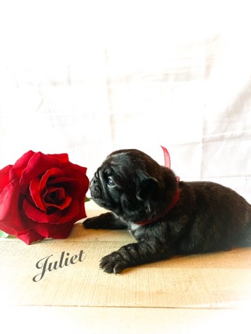 Pug puppy for sale + 59666