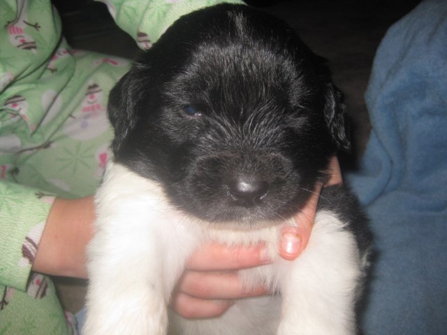 Newfoundland Dog puppy for sale + 47756
