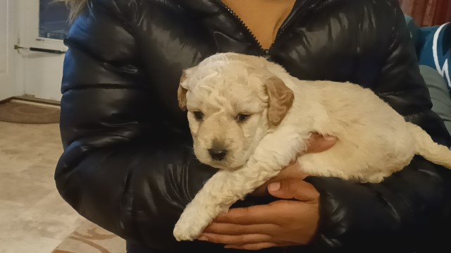 Bichapoo pups for sale