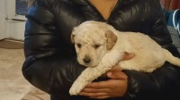 Bichapoo pups for sale Bichon Frise for sale/adoption