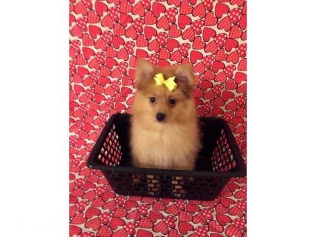 Pomeranian puppy for sale + 55394
