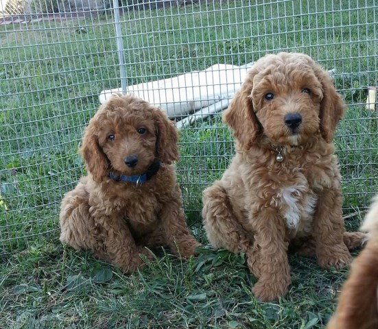 Goldendoodle puppy for sale + 55614