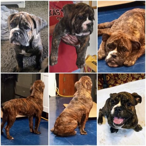 ABKC Olde English Bulldogges