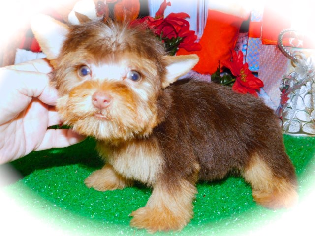 Yorkshire Terrier puppy for sale + 59890