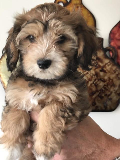 Havanese puppy for sale + 54962